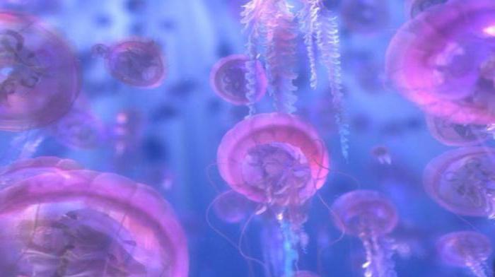 к чему снится медуза