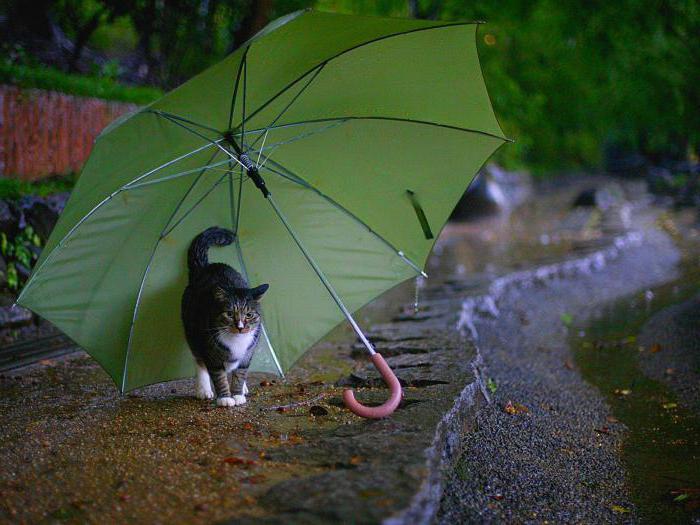 сонник идти под зонтом дождь
