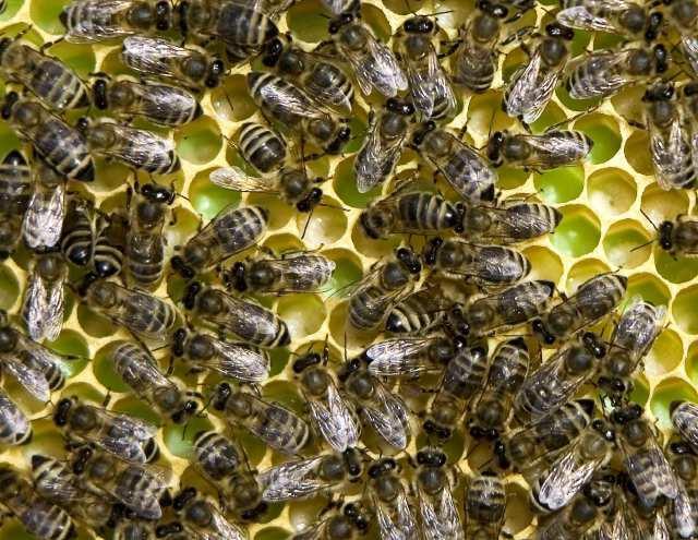 сонник к чему снятся пчелы