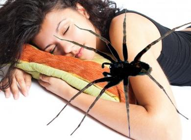 пауки во сне сонник