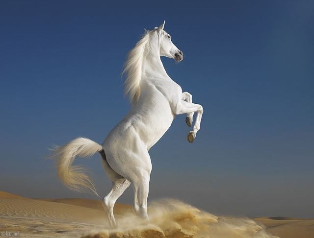 к чему снится белая лошадь
