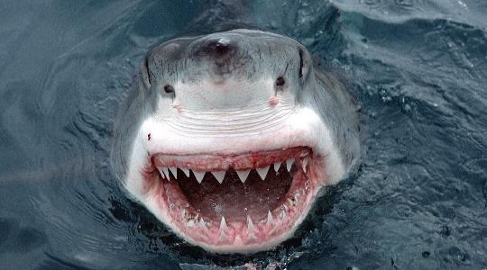 почему акулы боятся дельфинов