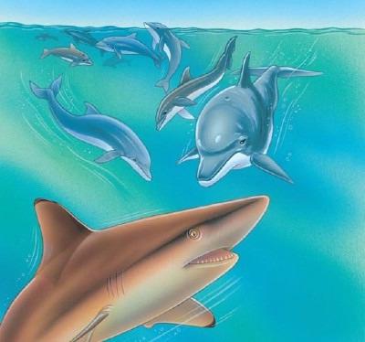 боятся ли акулы дельфинов