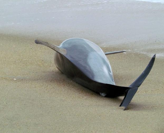 почему дельфины выбрасываются на берег