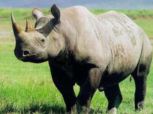 носорог где живет в саванне 