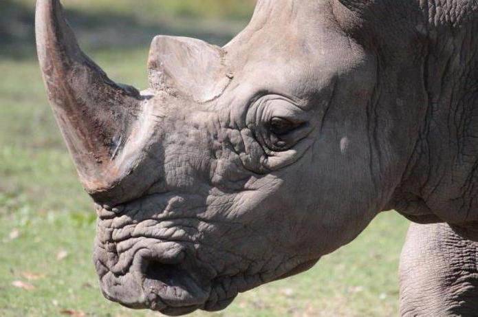 где живет носорог в какой стране
