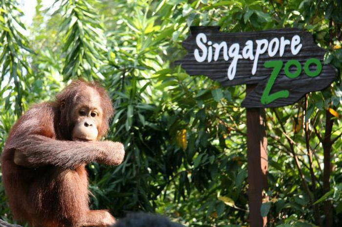 зоопарк сингапура