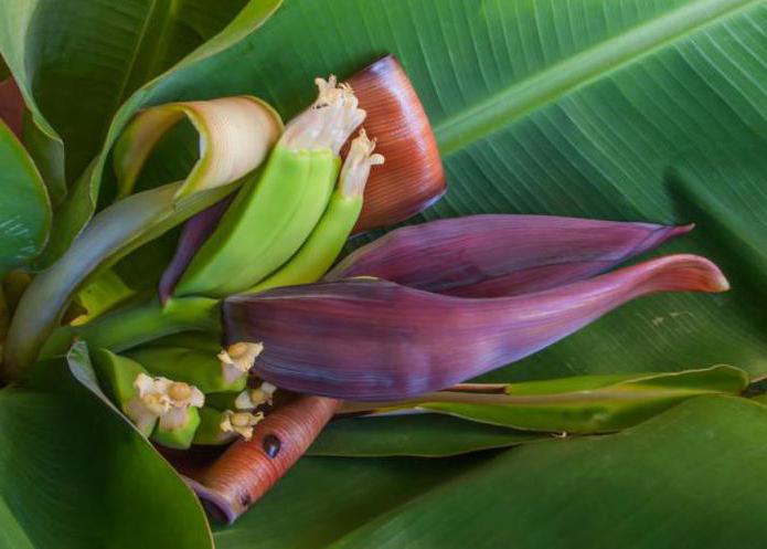 цветение банана в природе