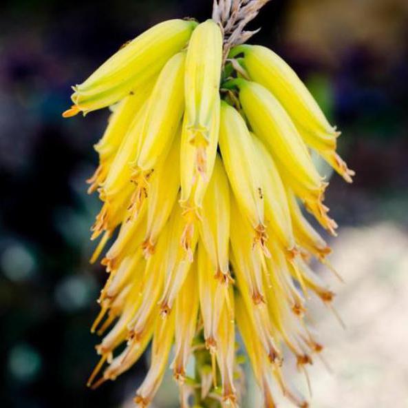 цветение банана фото