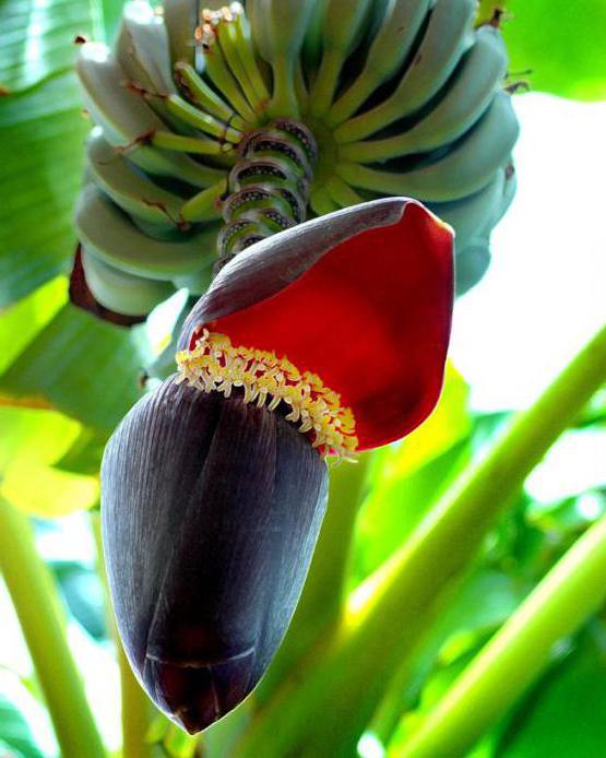 как цветет банан