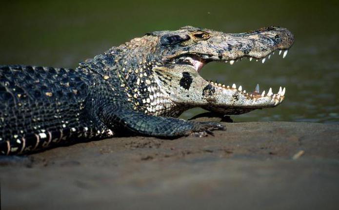 бразильского черного каймана семейство крокодилы называют