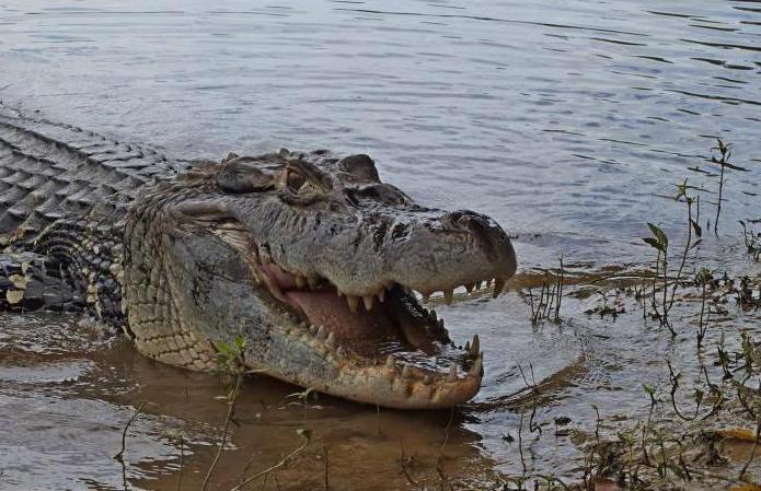 крокодил черный кайман 