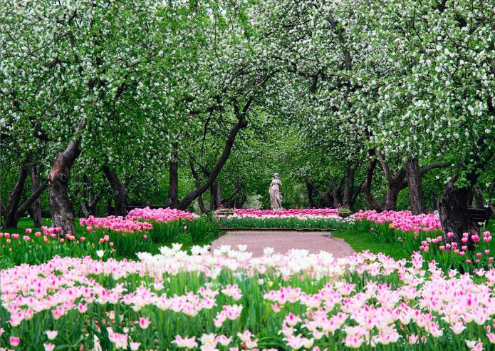 яблоневые сады в коломенском