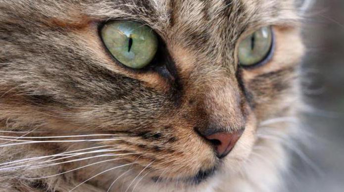 кормление кастрированных котов и стерилизованных кошек
