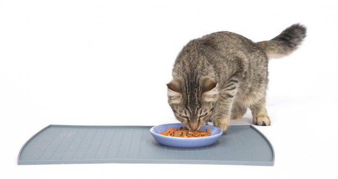 выбор продуктов питания коту