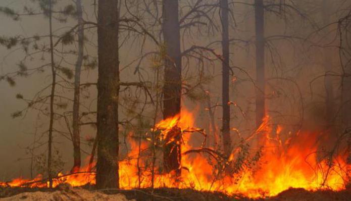 лесные пожары в бурятии