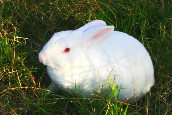 декоративные кролики болезни и лечение