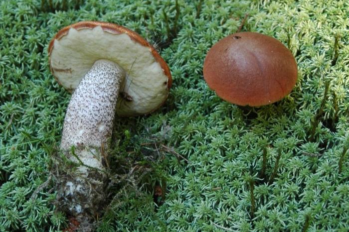 грибы красноголовики