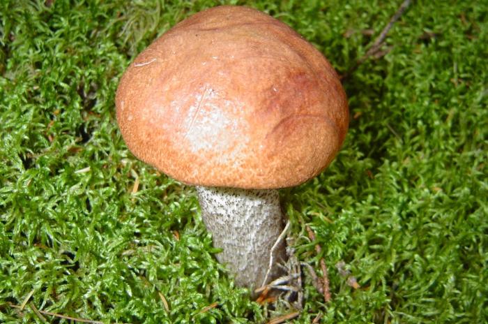 гриб красноголовик фото