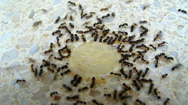 как избавиться от домашних рыжих муравьев