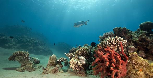 мир коралловых рифов