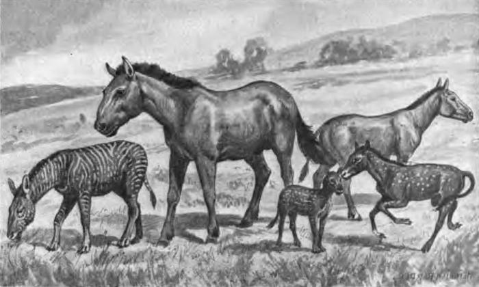 история лошадей