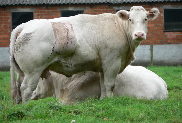 животноводство крс мясные породы крс