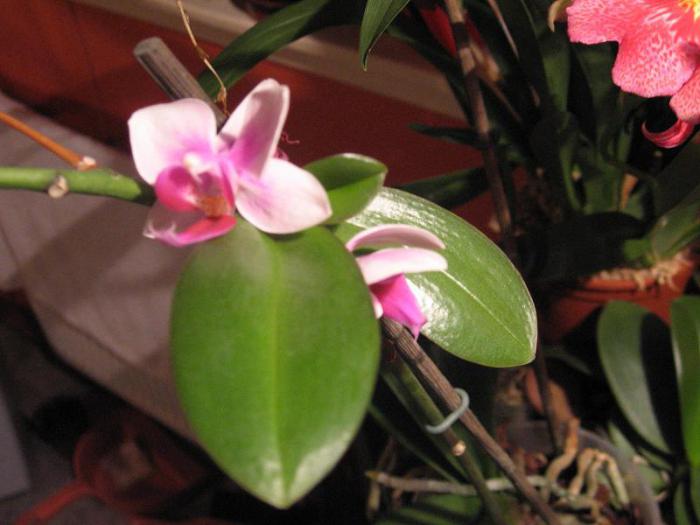 цитокининовая паста применение на орхидеях