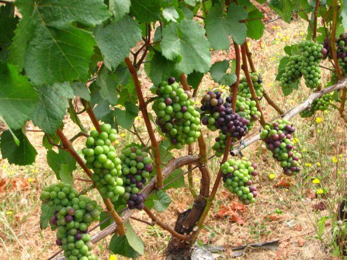 виноград для подмосковья сорта неукрывной уход