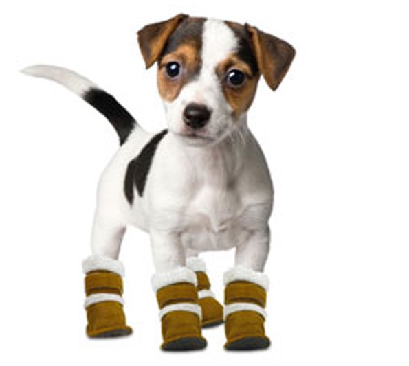 обувь для мелких собак своими руками