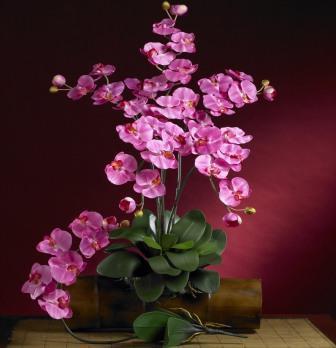 как обрезать орхидею после цветения