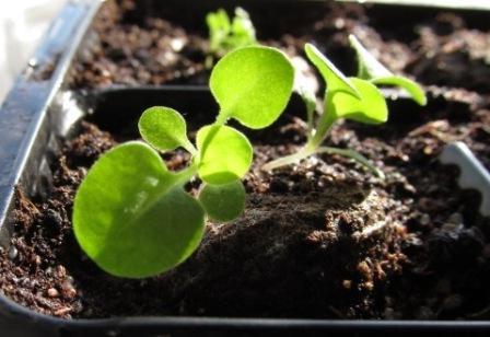 как вырастить семена петунии