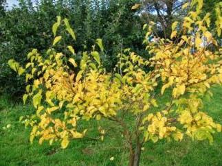 почему желтеют листья у сливы