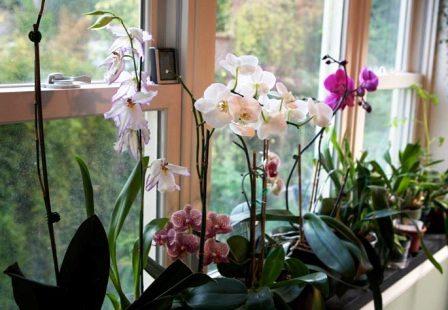 как выращивать орхидею дома