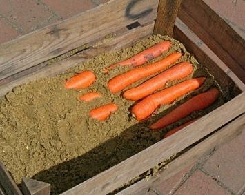 как сохранить морковь