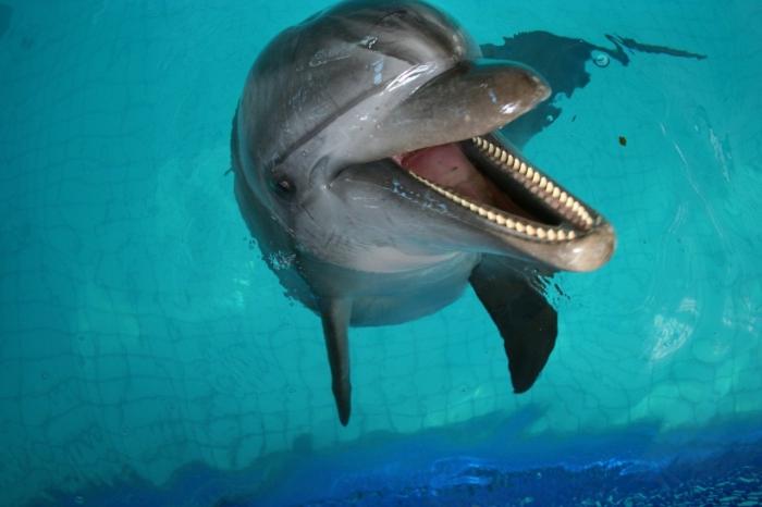 дельфинарий в казани
