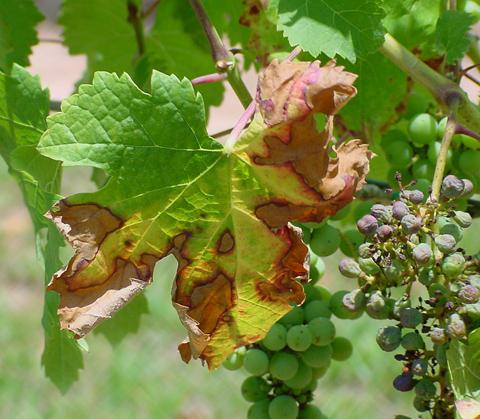 борьба с вредителями винограда