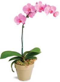 цветонос у орхидеи