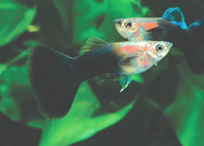 аквариумные рыбки гуппи размножение
