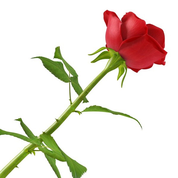как вырастить розу из срезанного цветка 