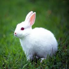 разница между зайцем и кроликом 