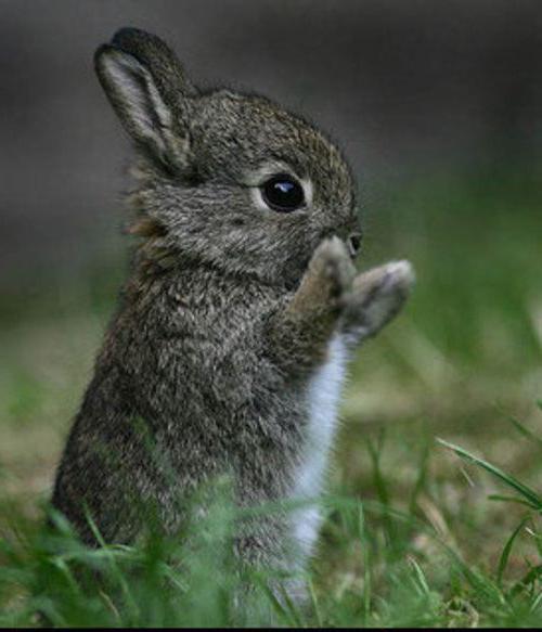 кролик и заяц разница 