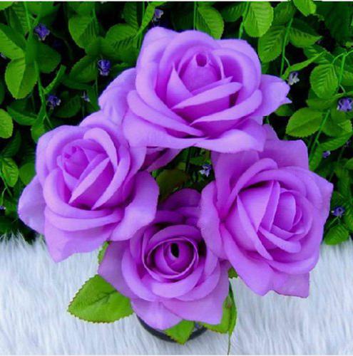 цветы фиолетовые розы 
