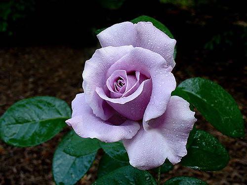 фиолетовые розы фото