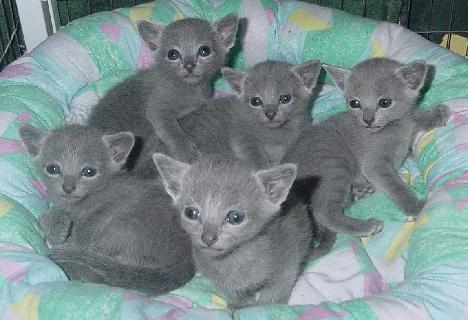 порода кошек русская голубая цена