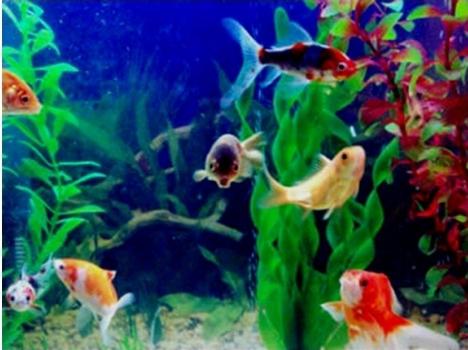 аквариумные рыбки совместимость