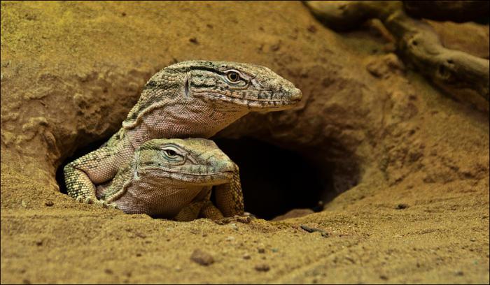Какую ящерицу называют пустынным крокодилом