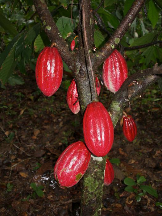 какао шоколадное дерево