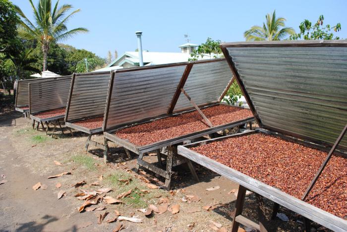 шоколадная фабрика шоколадное дерево 