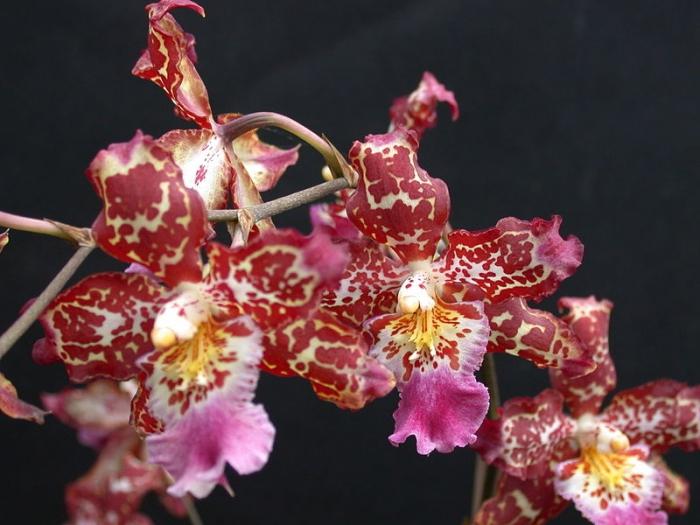 орхидея домашняя уход